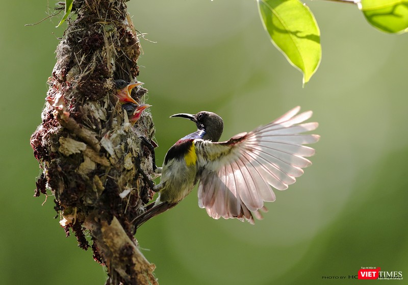 Hút mật họng tím - tên khoa học Olive Backed Sunbird, loài hút mật đặc hữu ở Sơn Trà Hút mật họng tím - tên khoa học Olive Backed Sunbird, loài hút mật đặc hữu ở Sơn Trà