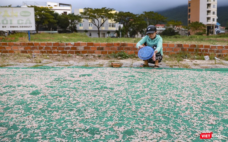 Ruốc còn được thu mua, phơi khô để dùng quanh năm Ruốc còn được thu mua, phơi khô để dùng quanh năm