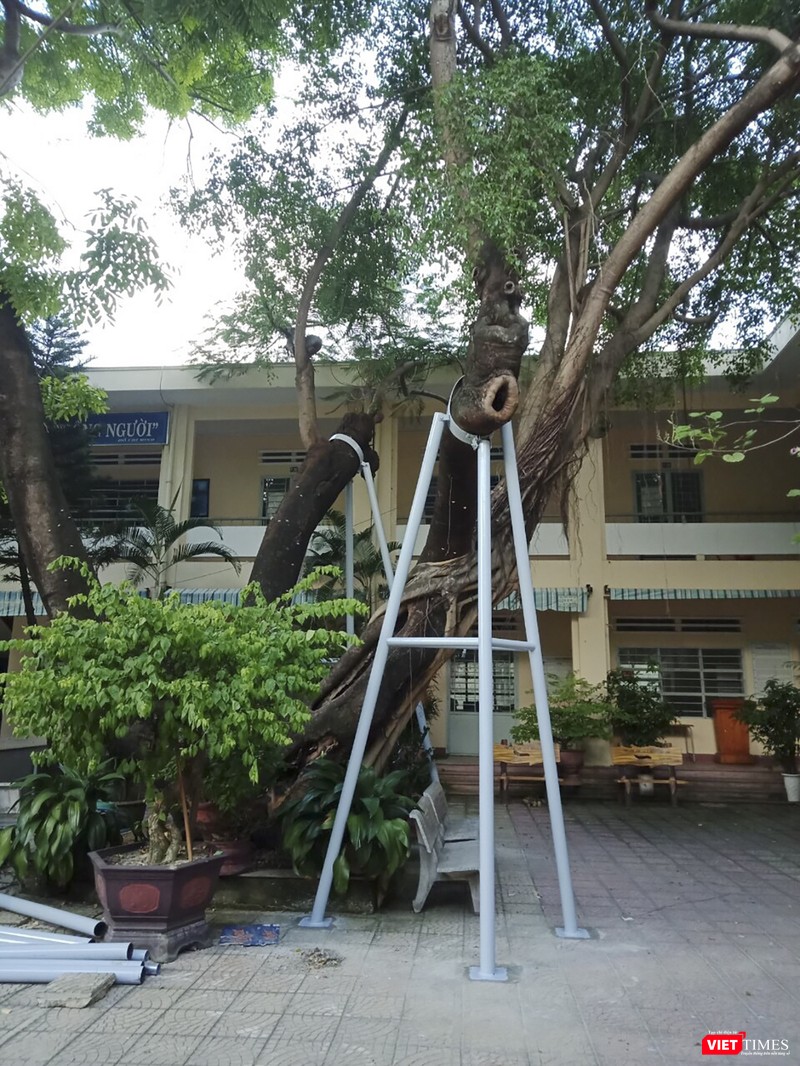 Một cây phượng vỹ cổ thụ trong khuôn viên trường THPT Hòa Vang (Đà Nẵng) được chẳng chống bảo vệ thay vì đốn hạ như một số địa phương (ảnh Bích Thuận) Một cây phượng vỹ cổ thụ trong khuôn viên trường THPT Hòa Vang (Đà Nẵng) được chẳng chống bảo vệ thay vì đốn hạ như một số địa phương (ảnh Bích Thuận)