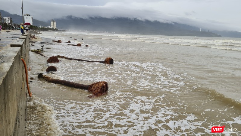 Rừng dừa ven biển bị đánh trốc gốc