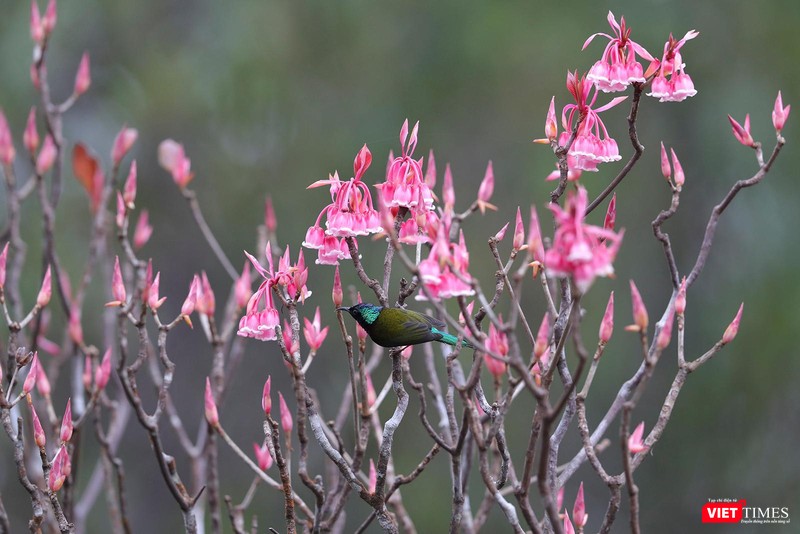 Mật của hoa đào chuông luôn hấp dẫn chim hút mật