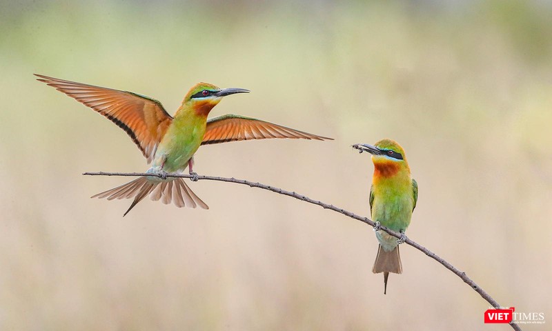 Vũ điệu yêu thương