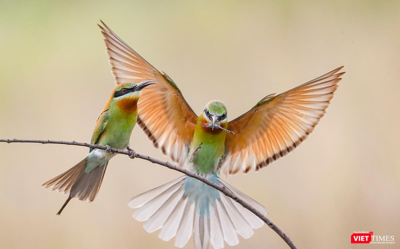 Chim trống tếp tục săn mồi về cho chim mái