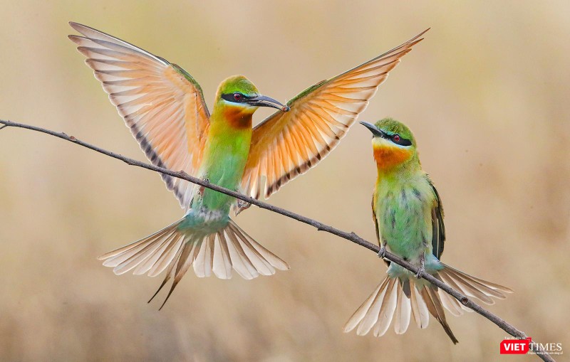 Và tiếp tục tán tỉnh