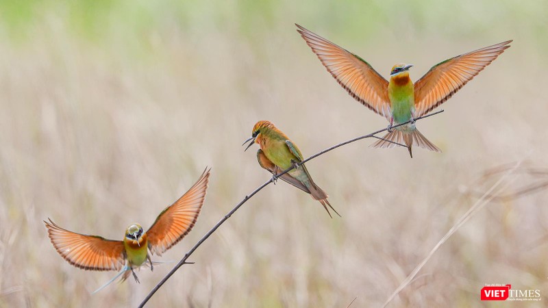Luôn có sự tranh giành con cái giữa các con đực