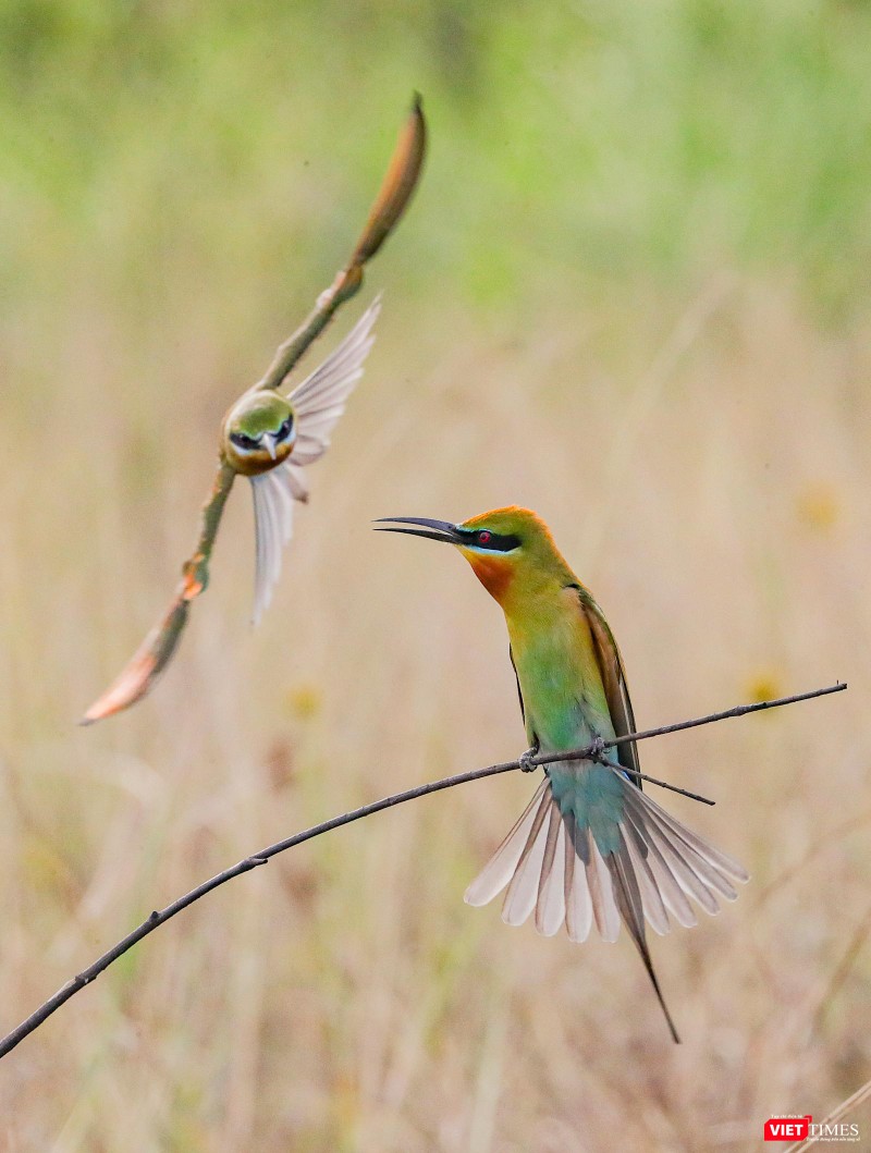 Khi đã ghép đôi, mặc dù chim trông bay từ xa, chim mái đậu trên cành đã ríu rít chờ chim trống săn mồi trở về