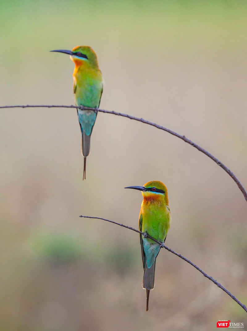 Cả hai cùng đứng canh tổ ấm của mình