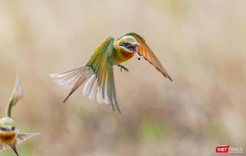 Pha bắt mồi trên không