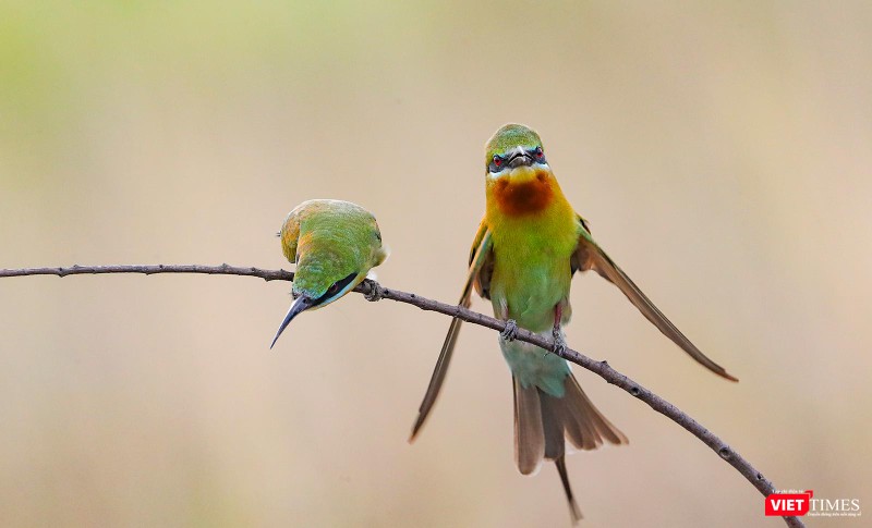 Khi đã chịu ăn mồi, con mái sẵn sàng cho việc giao phối bằng việc cúi thấp người sau màn ve vãn của chim trống