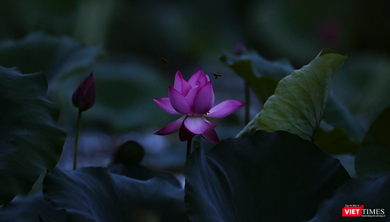 Một bông sen đang nở