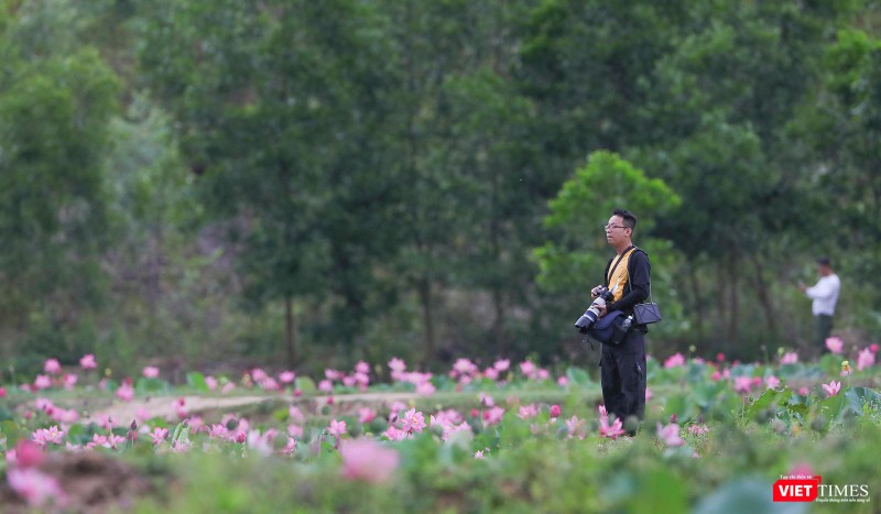 Người nghệ sĩ ngẫn ngơ trước vẻ đẹp của cánh đồng sen