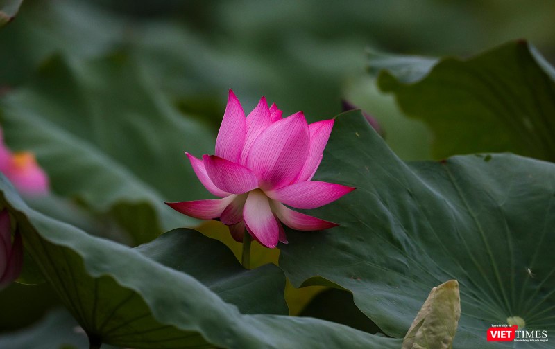 Cận cảnh một hoa sen đang nở