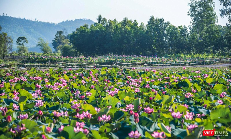 Toàn cảnh cánh đồng sen lớn Trà Lý