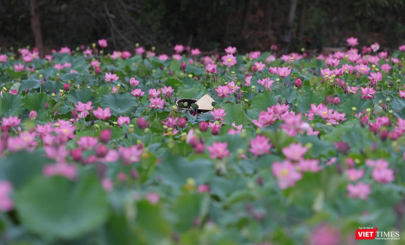 Người dân thu hoạch hạt và hoa sen