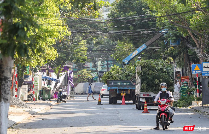 Công nhân công ty cây xanh cắt tỉa cây trên đường Trưng Nữ Vương, chuẩn bị cho mùa mưa bão sắp đến