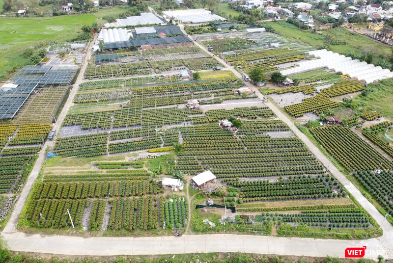 Toàn cảnh làng hoa Dương Sơn (xã Hòa Châu, huyện Hòa Vang, Đà Nẵng)