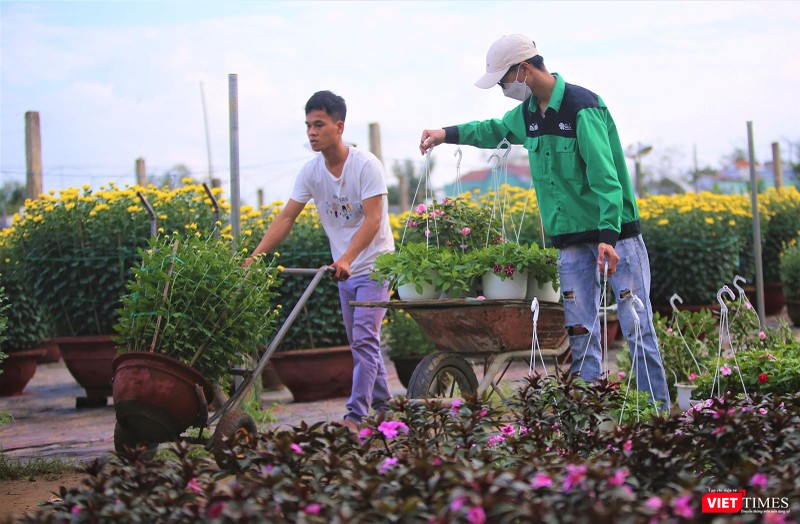 Hoa về với mọi nhà