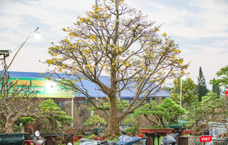 Một cây mai xuân có giá trăm triệu