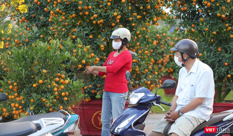 Quất cảnh cũng được quan tâm