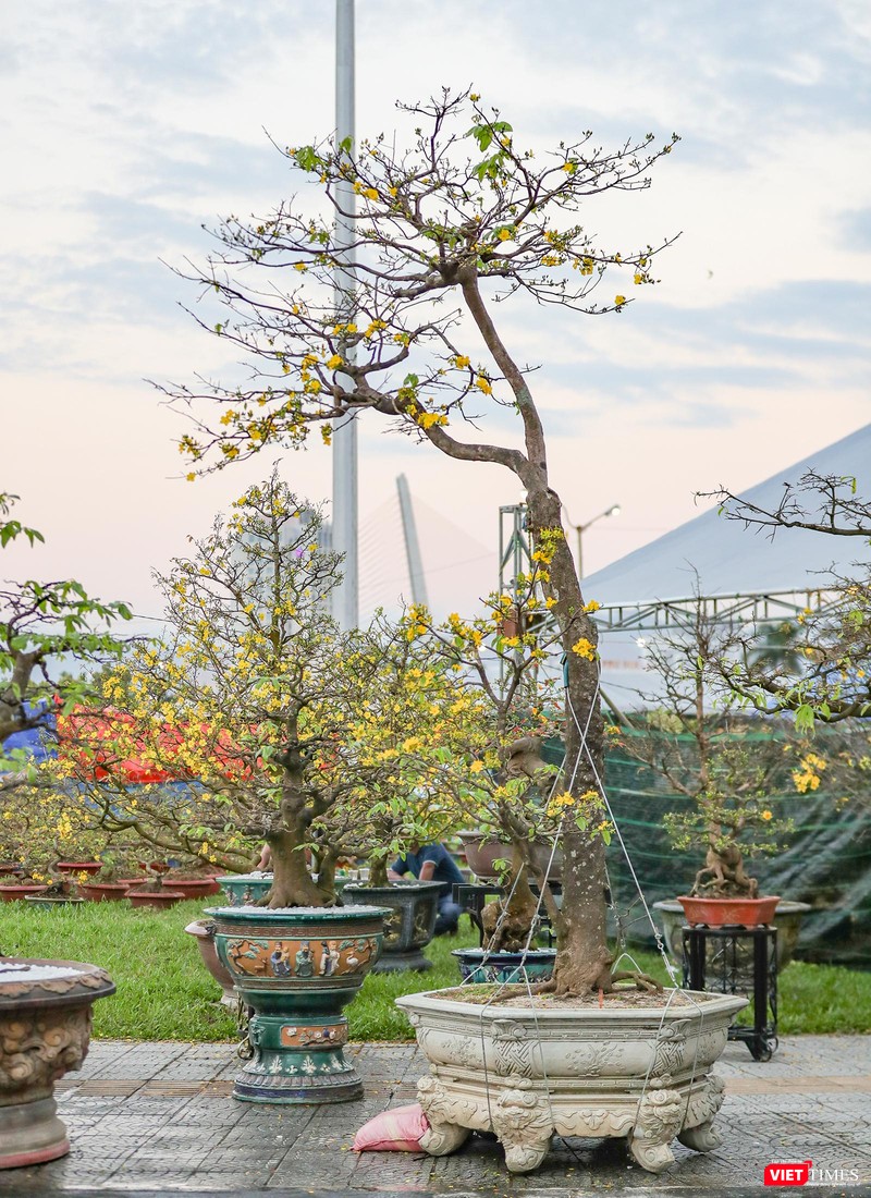 Một cây thanh mai có dáng thế đẹp được hộ giá trăm triệu