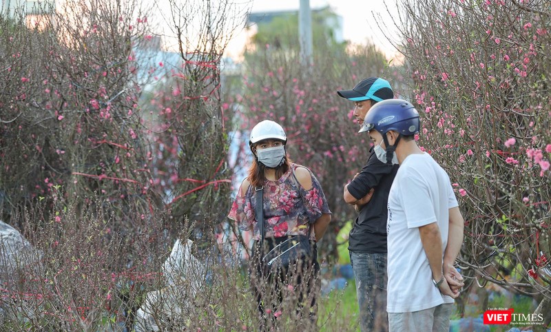 Người Đà Nẵng hứng thú với cây đào Tết
