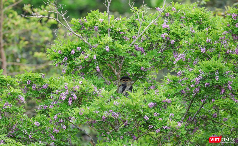 Một cá thể voọc con trên cây thàn mác