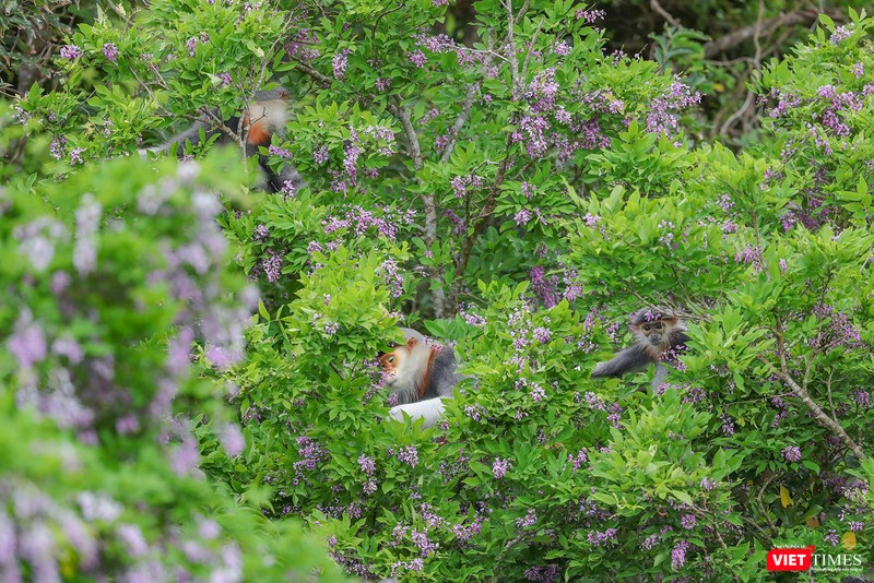 Hoa thàn mác là loại thức ăn ưa thích của voọc chà vá chân nâu