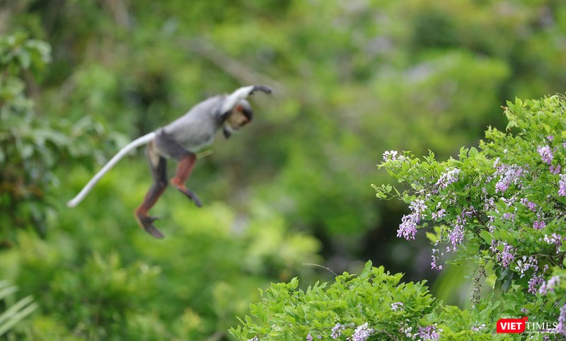 Khoảnh khắc chuyền cành của voọc trên hoa thàn mác