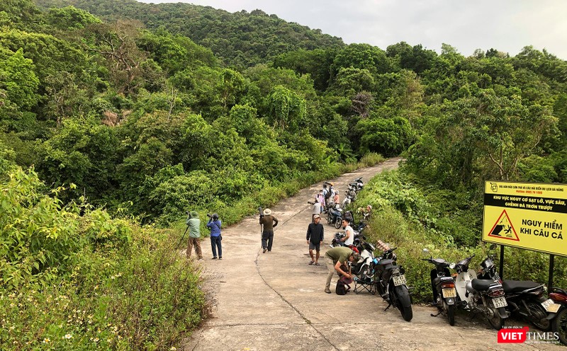 Giới mê nhiếp ảnh thiên nhiên dõi theo từng chuyển động của voọc chà vá chân nâu trên cây thàn mác tím