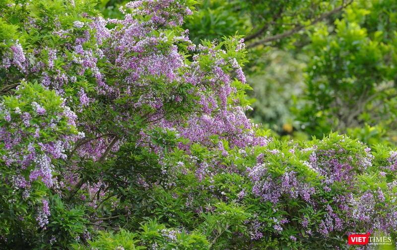 Cứ đến trung tuần tháng 5 hàng năm là hoa thàn mác tím ra hoa, nở tím cả cánh rừng Sơn Trà
