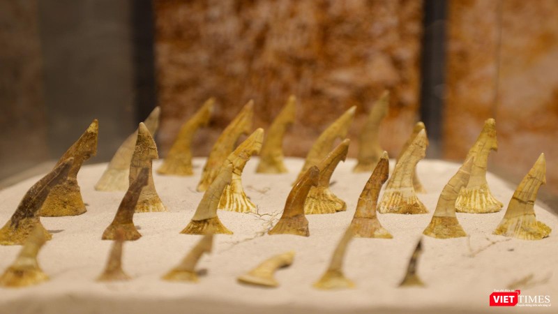 Mẫu răng hoá thạch của động vật