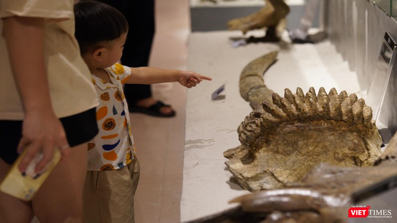 Bé tò mò với những hoá thạch lần đầu tiên được thấy