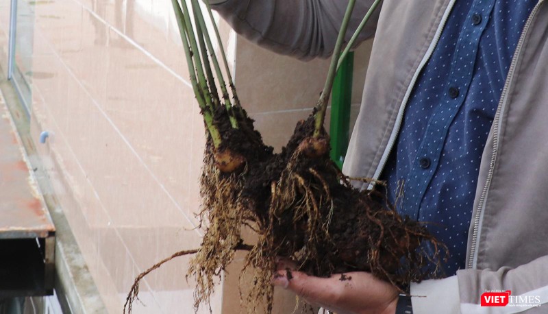 Cận cảnh cây sâm Ngọc Linh có giá 900 triệu đồng