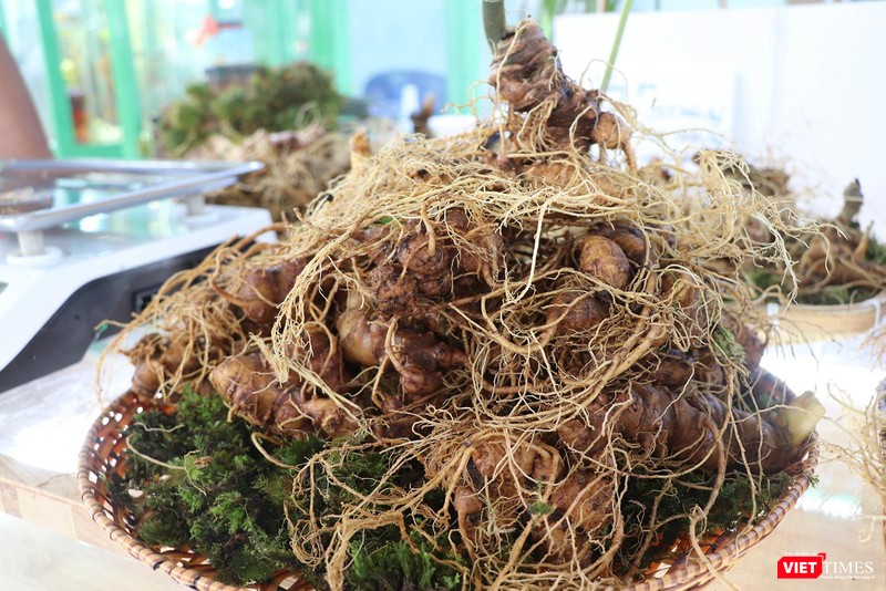 Củ sâm Ngọc Linh