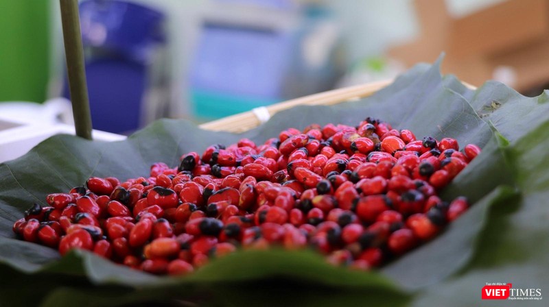 Hạt sâm Ngọc Linh