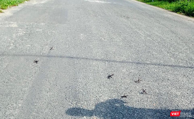 Đinh gai vương vãi trên đường Đinh gai vương vãi trên đường