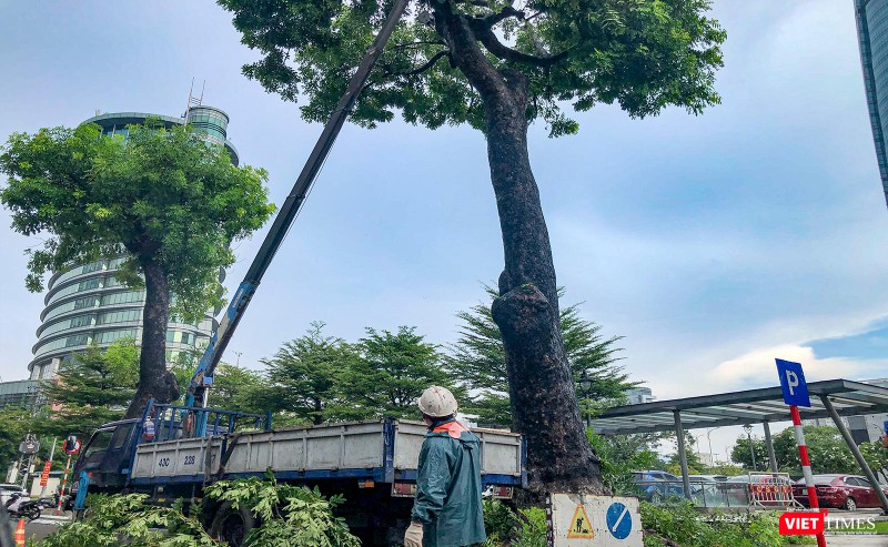 Công nhân cây xanh khẩn trương cắt tỉa cây để phòng chống gãy đổ