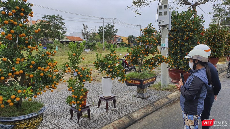 Người dân và du khách chiêm ngưỡng cây quất có dáng thế đẹp