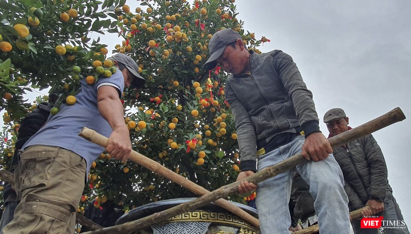 Nghệ nhân nhà vườn đưa quất đến tham dự ngày hội