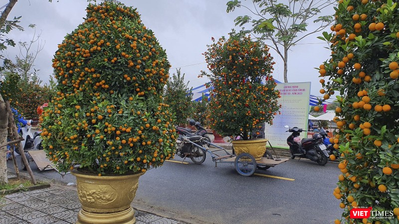 Gần 100 cây quất thế đẹp được đưa đến không gian ngày hội