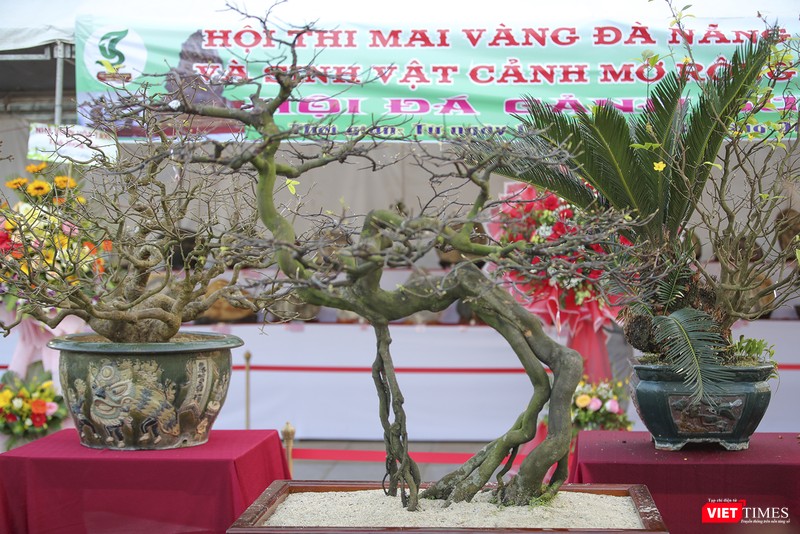 Một cây mai thế có hình dạng giống chú nai