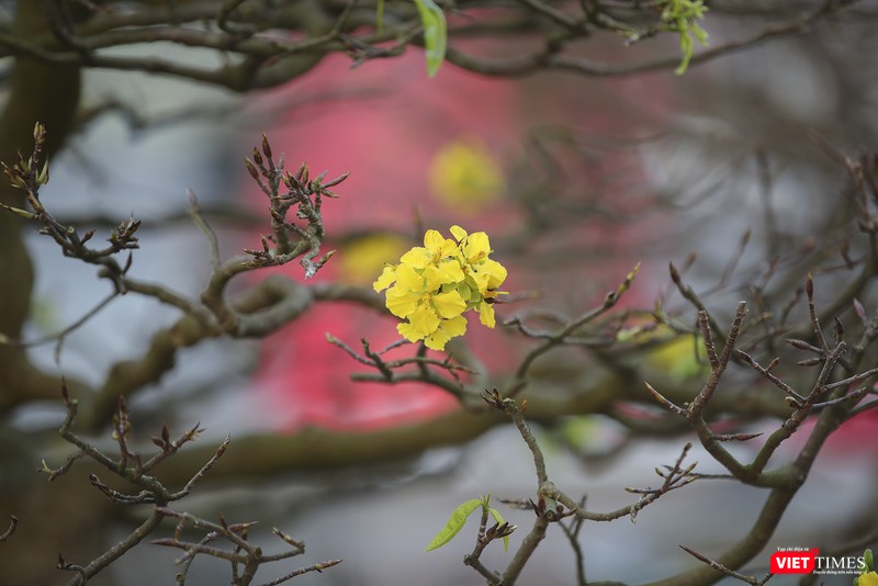 Sắc xuân trên các cội mai vàng