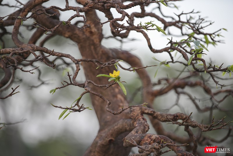 Cội mai xuân hàng chục năm tuổi khoe sắc