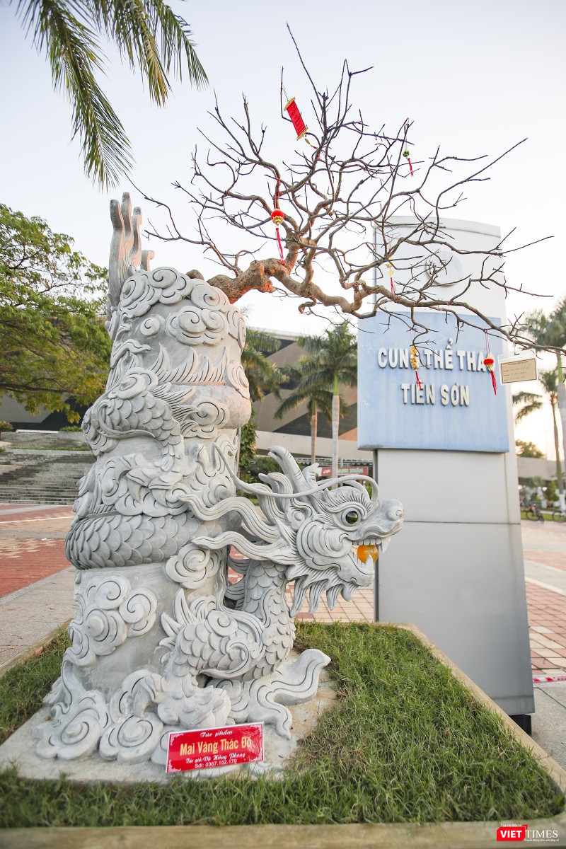 Một cây mai vàng được trồng trong chiến chậu ấn tượng