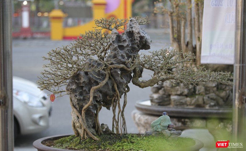 Một tác phẩm bonsai bám đá