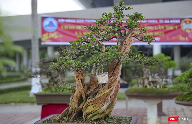 Bonsai lũa