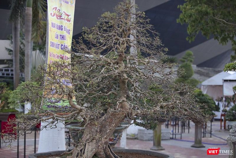 Một cây me bonsai cổ thụ