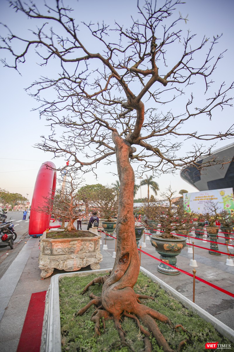 Một cội mai vàng dạng &quot;siêu phẩm&quot;