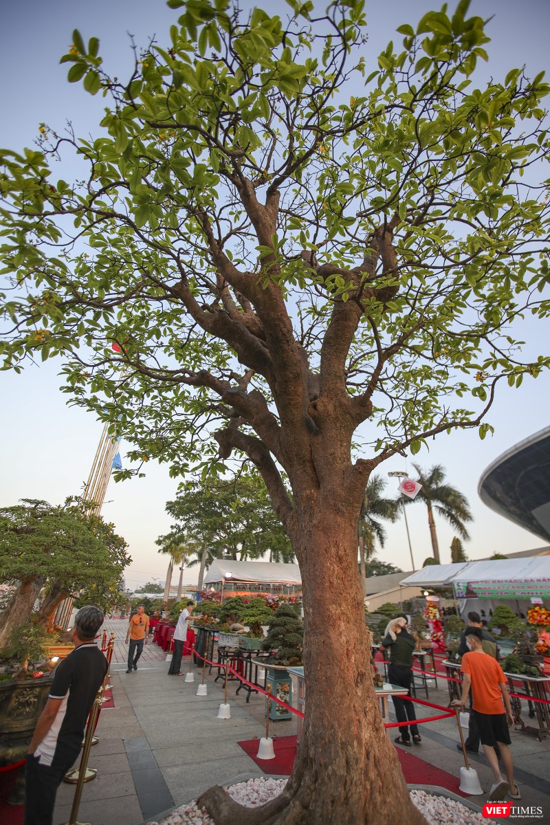 Cội mai vàng được giải ấn tượng với tuổi thọ cả trăm năm