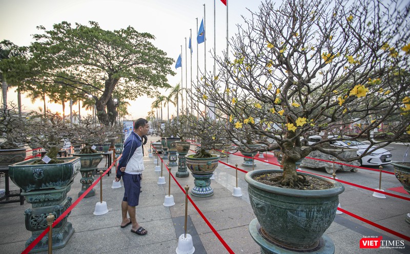 Giới yêu hoa mai mê mẫn